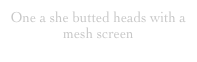 One a she butted heads with a mesh screen